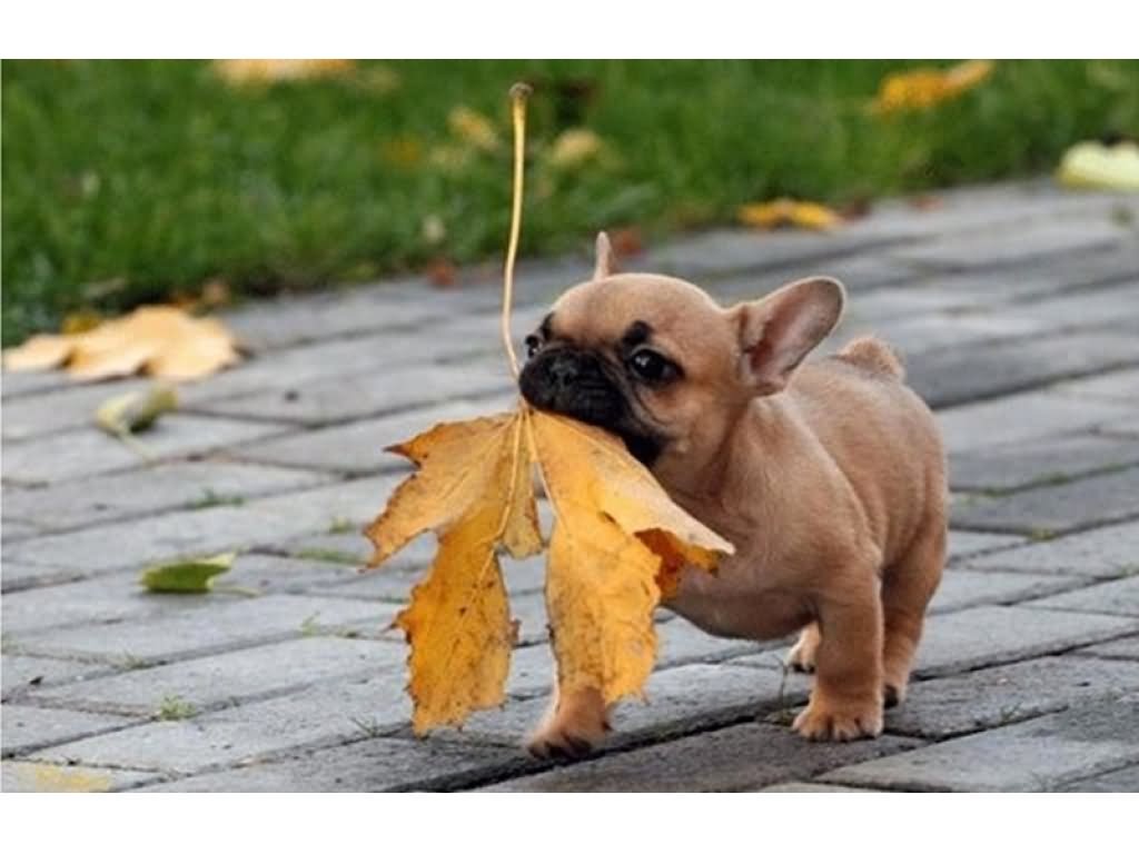 Puppy With Fallen Leaf In Mouth Happy First Day Of Fall