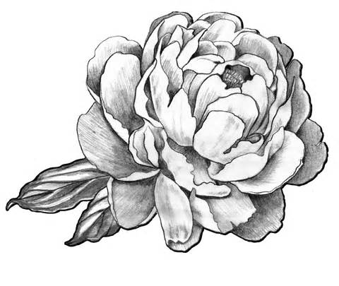 Black And Grey Peony Flower Tattoo Design