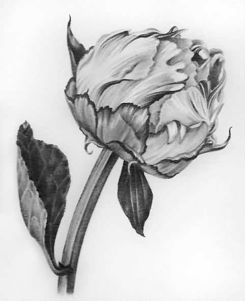 Black And Grey Peony Flower Tattoo Design