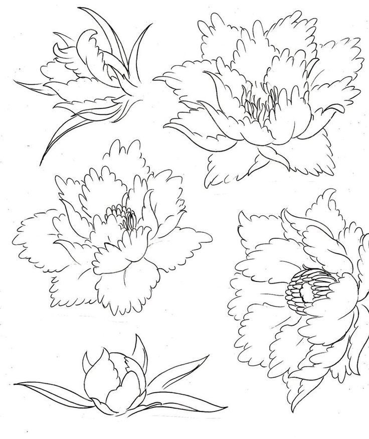 Black Outline Peony Flowers Tattoo Designs