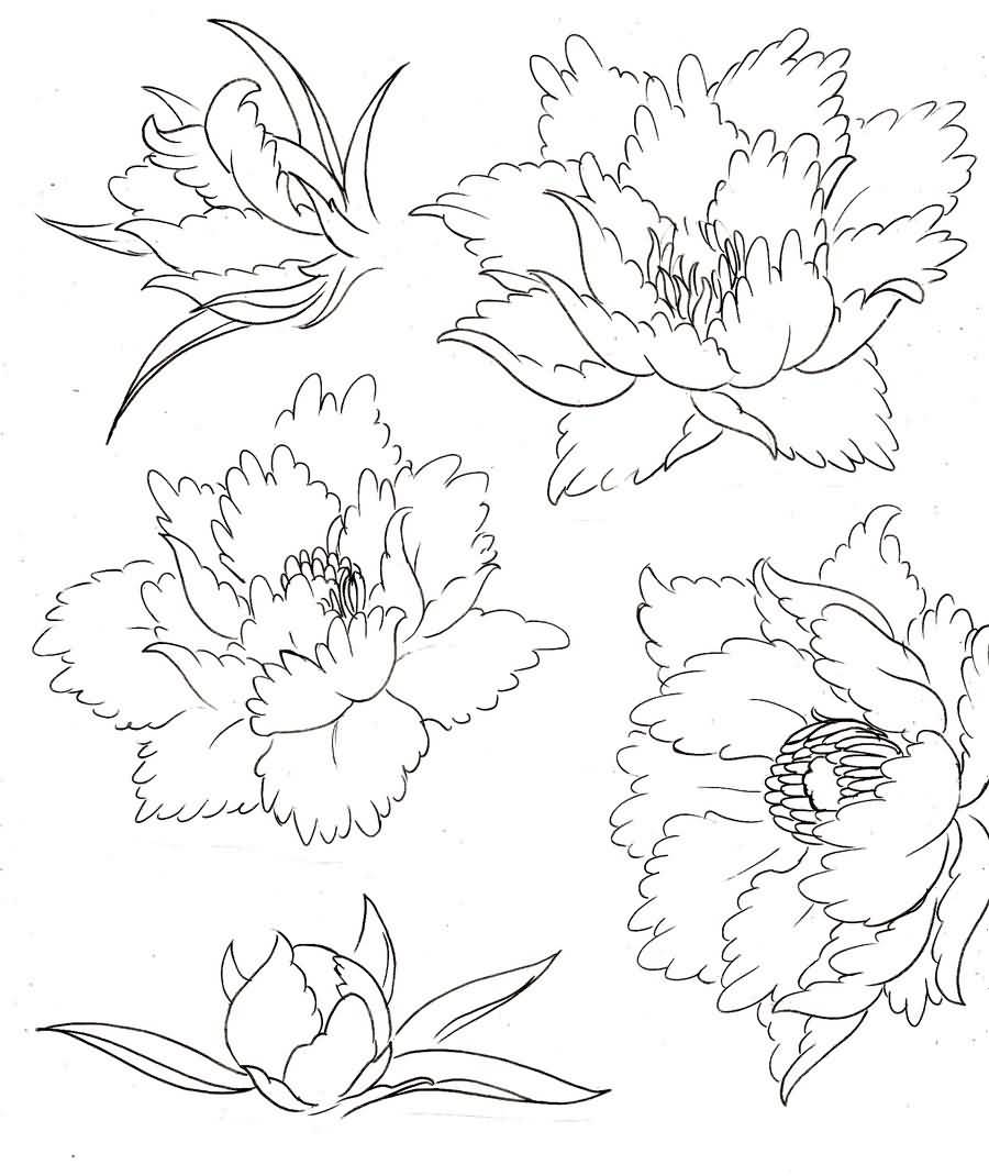 Cool Black Outline Peony Flower Tattoo Flash