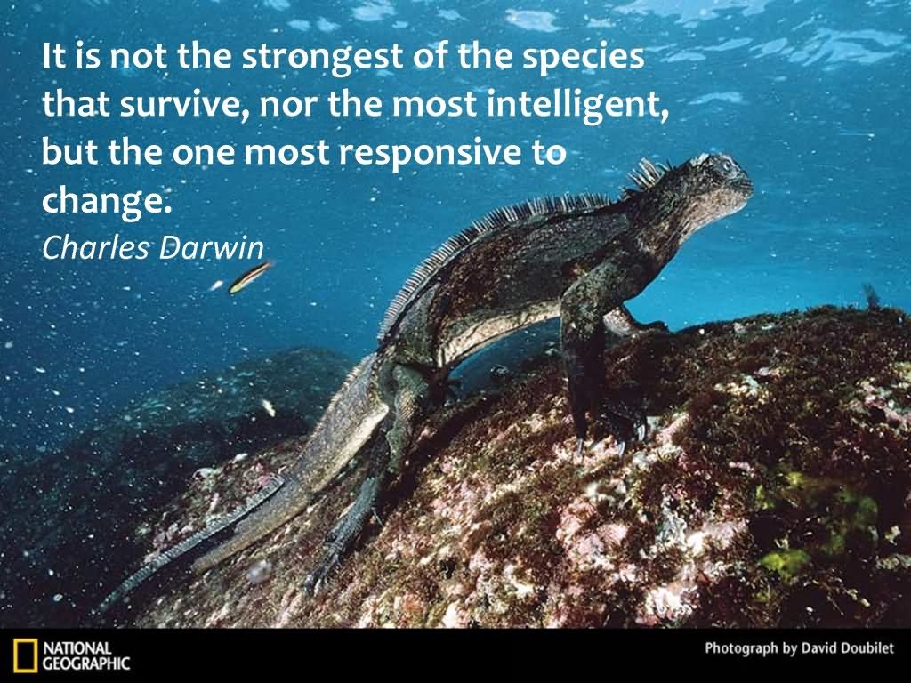 It is not the strongest of the species that survives, nor the most intelligent, but the one most responsive to change.