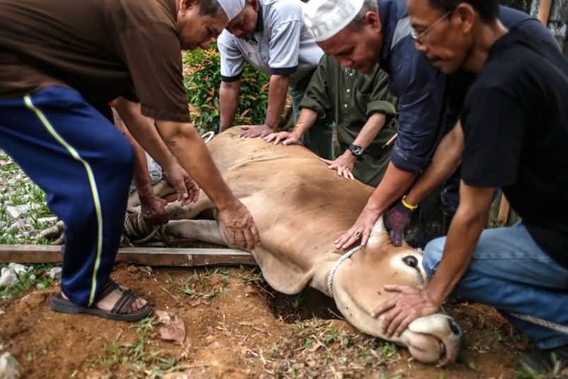 A Cow Is Prepared To Be Slaughtered During The Eid al-Adha