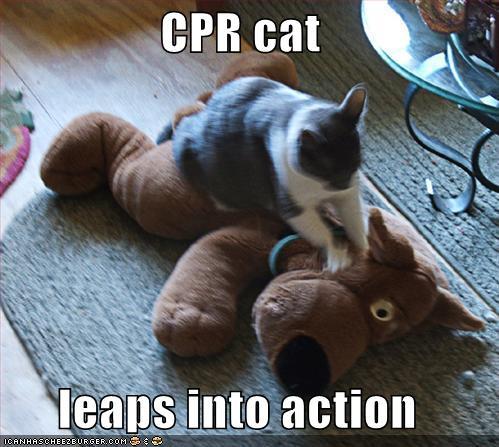CPR Cat Leaps Into Action Happy World First Aid Day Funny Meme Picture