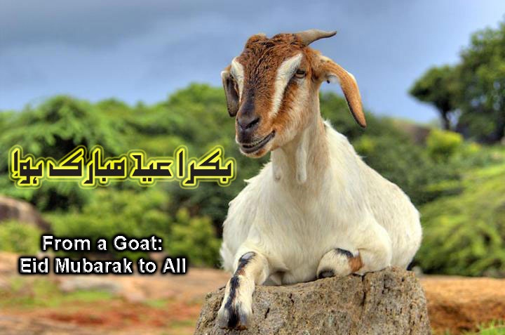 From A Goat Bakra Eid Mubarak To All