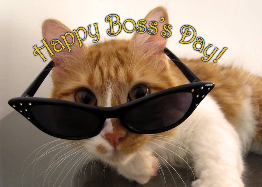 Happy Boss Day Cat Wearing Sunglasses Picture