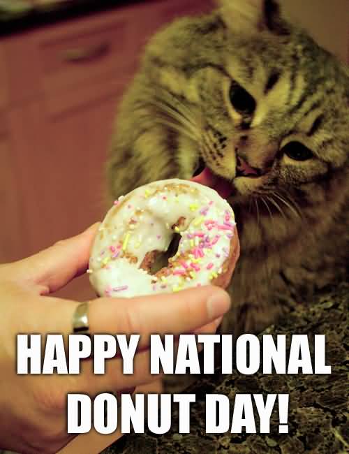 Happy National Doughnut Day 2016 Doughnut For Cat