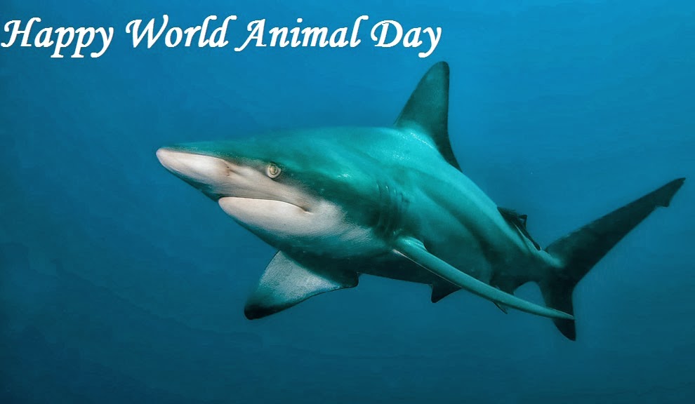 Happy World Animal Day Shark Picture