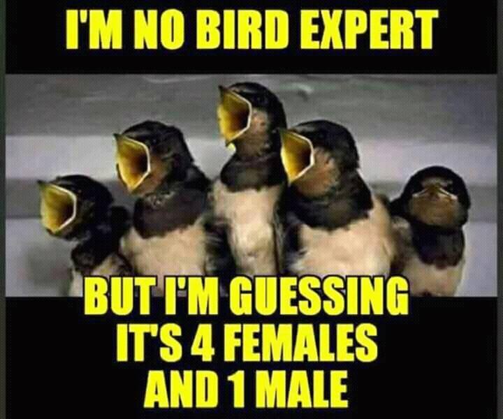 I’m No Bird Expert – But I’m Guessing It’s 4 Females and 1 Male.