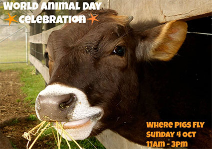 World Animal Day Celebration Cow Face Picture
