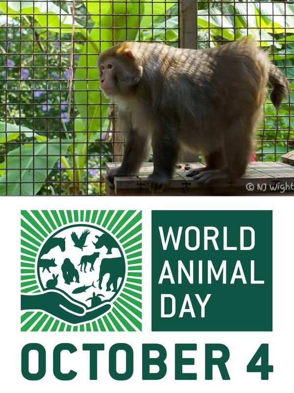 World Animal Day October 4