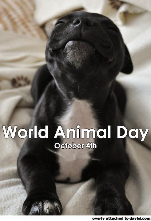 World Animal Day October 4th, 2016 Cute Puppy Picture