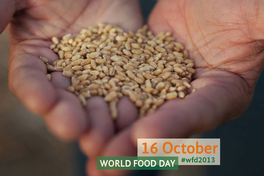 16 October World Food Day Wheat In Hands Picture
