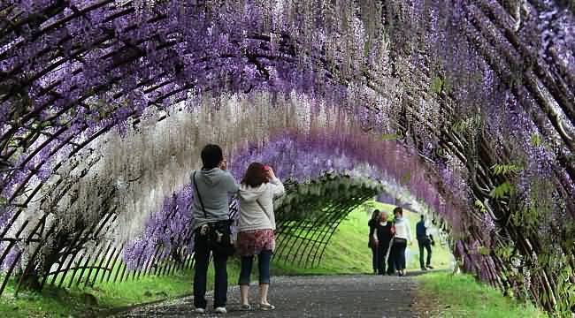Visitors Taking Photographs At The Kawachi Fuji Garden In Japan