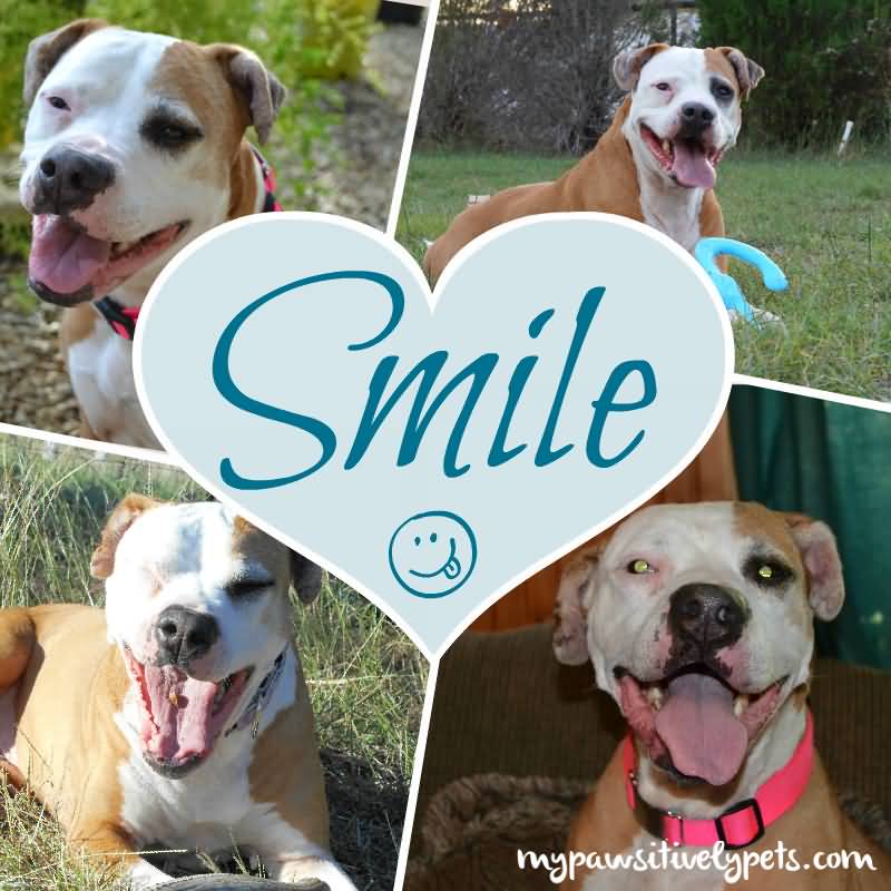 Happy World Smile Day 2016 Dog Picture