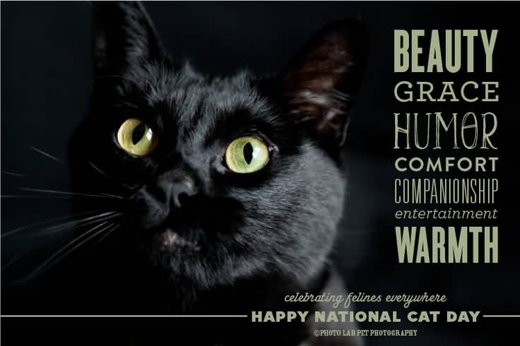 Beauty Grace Humor Comfort Companionship Entertainment Warmth Happy National Cat Day
