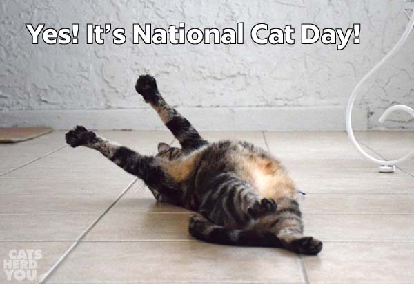 Brown Tabby Cat Raises Paws In Celebration Of National Cat Day
