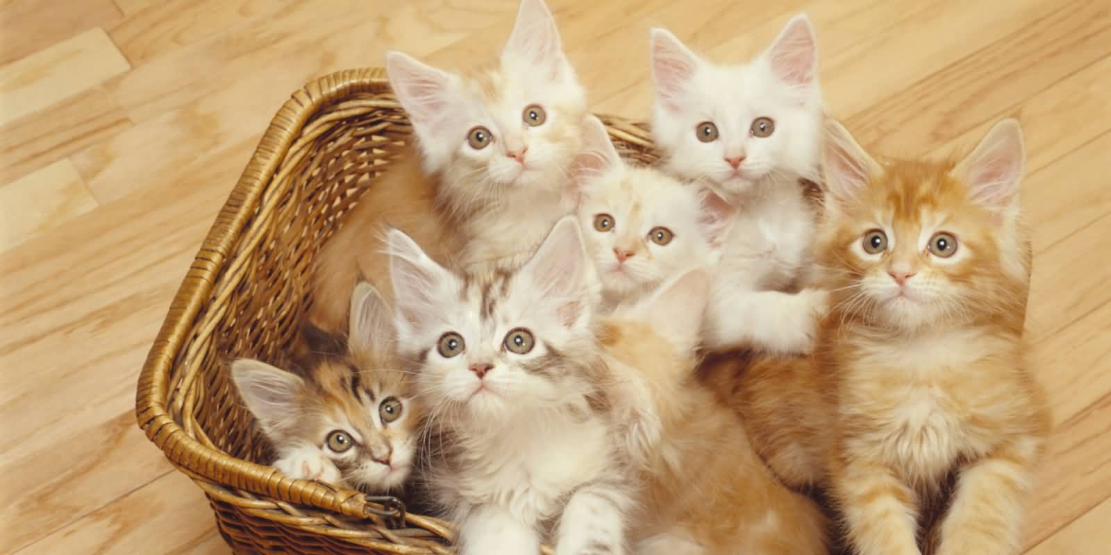 Cute Kittens Looking Up Happy National Cat Day
