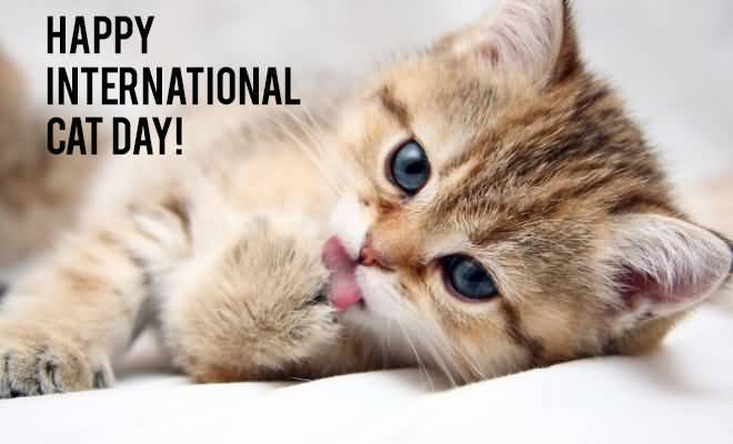 Happy International Cat Day Kitten Picture