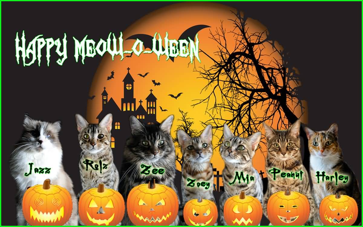 Happy Meow-O-Ween  Cats And Pumpkins Picture