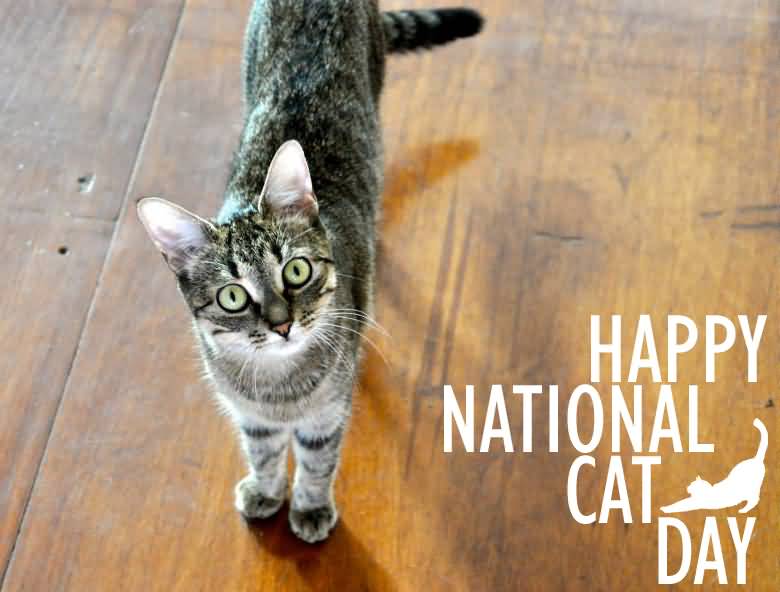 41 Beautiful National Cat Day 2016 Pictures And Photos