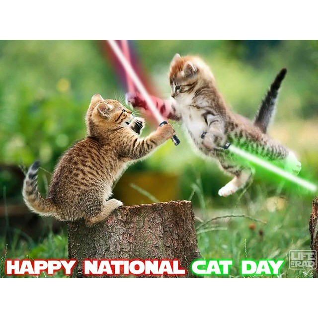 Happy National Cat Day 2016 Cats Fighting With Lightsaber
