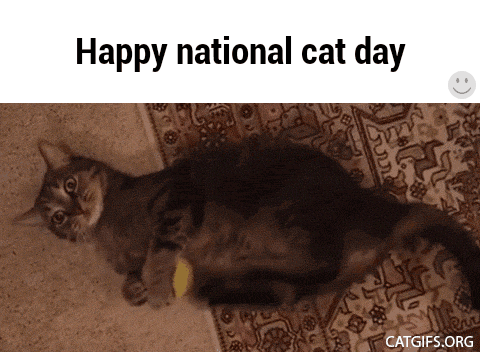 Happy National Cat Day 2016 Funny Cat Picture