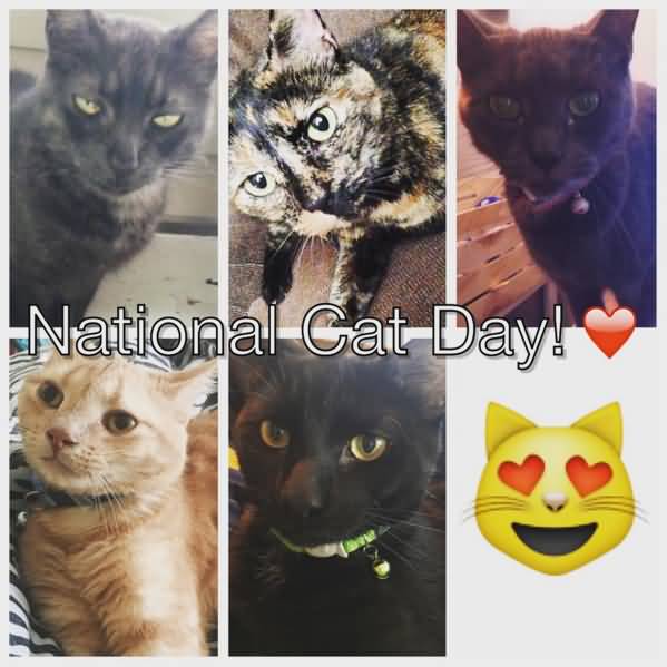 Happy National Cat Day 2016 Image For Facebook