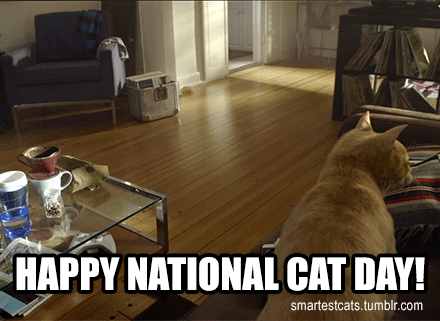 Happy National Cat Day Cat Riding Car Animated Picture