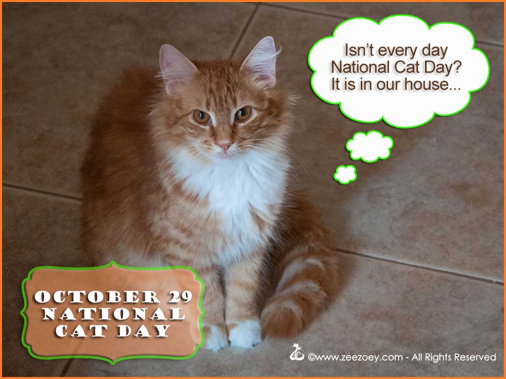 Isn't Every Day National Cat Day It Is In Our House October 29 National Cat Day