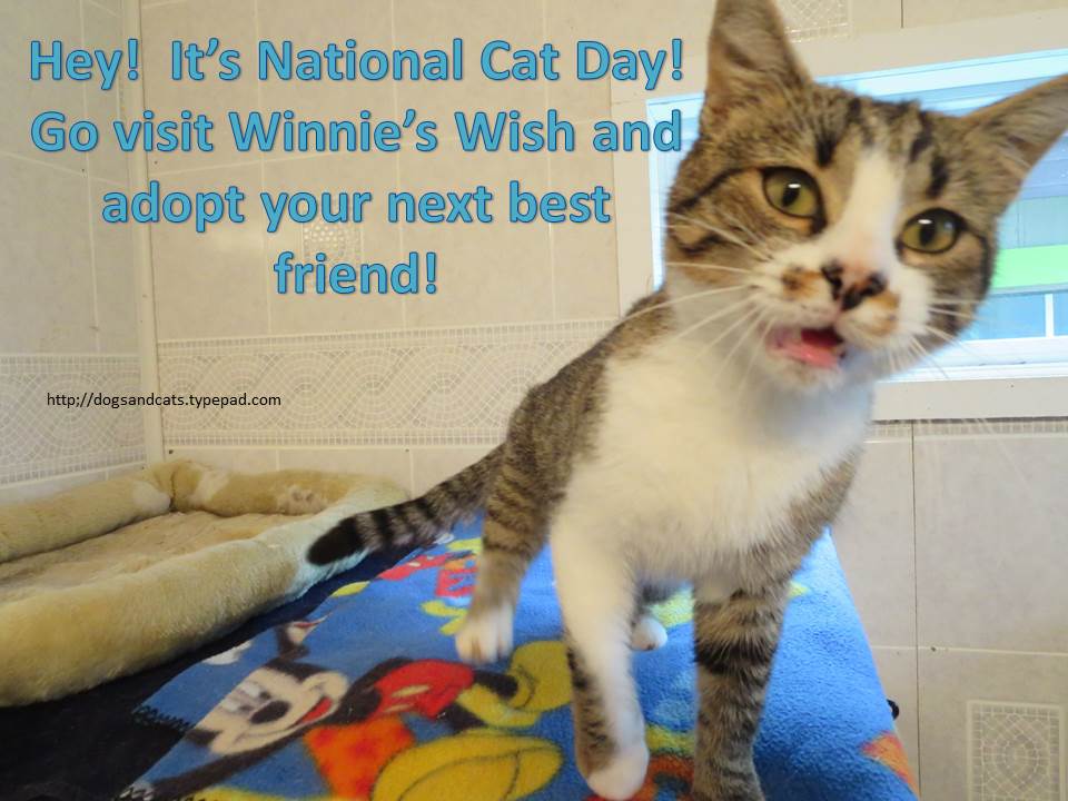 It's National Cat Day Go Visit Winnie's Wish And Adopt Your Next Best Friend