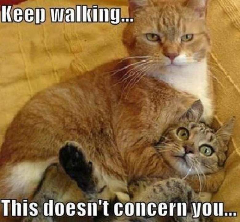 Keep Walking This Doesn’t Concern You Happy National Cat Day