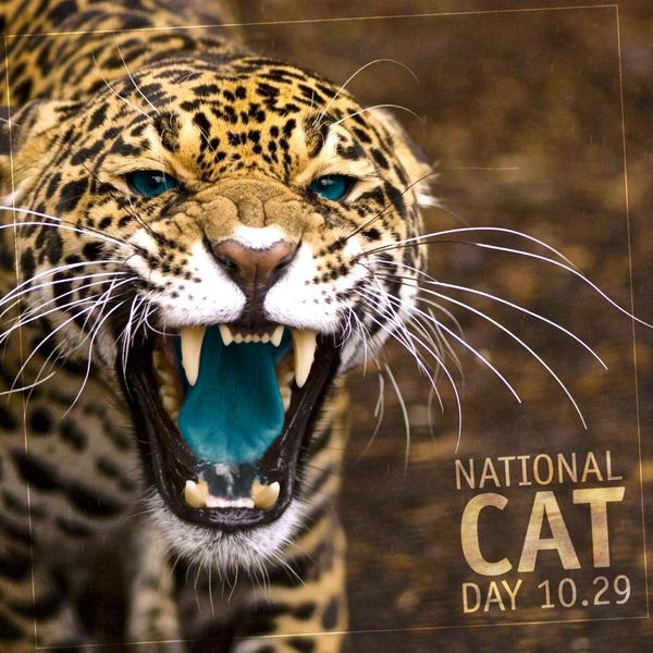 National Cat Day 29 October