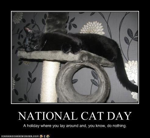National Cat Day A Holiday Where You Lay Around And You Know Do Nothing