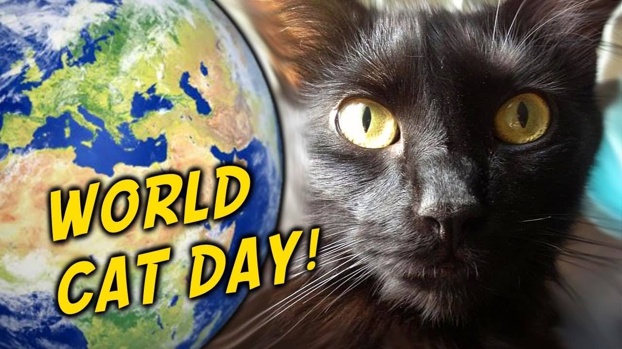 National Cat Day Black Cat Image