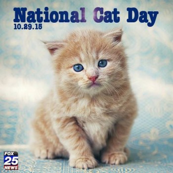 National Cat Day Cute Kitten Picture