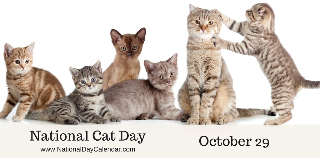 National Cat Day October 29 Cats Picture