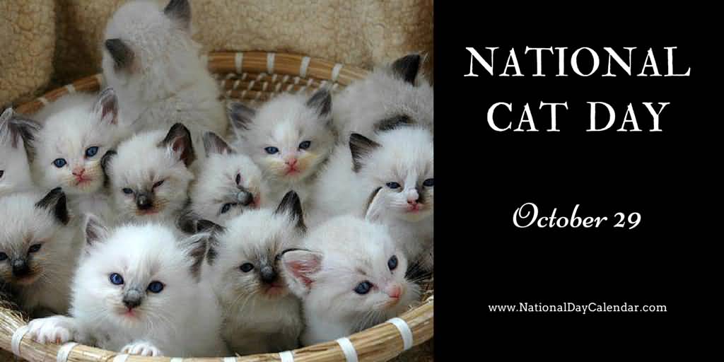 National Cat Day October 29 Kittens Picture