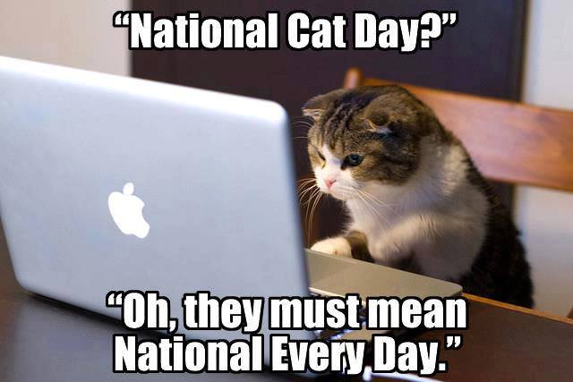 National Cat Day Oh they Must Mean National Every Day Cat Working On Macbook Picture