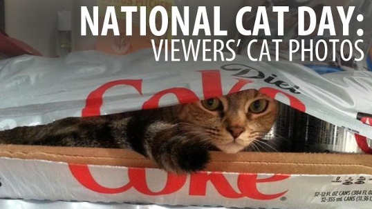 National Cat Day Viewers Cat Photos