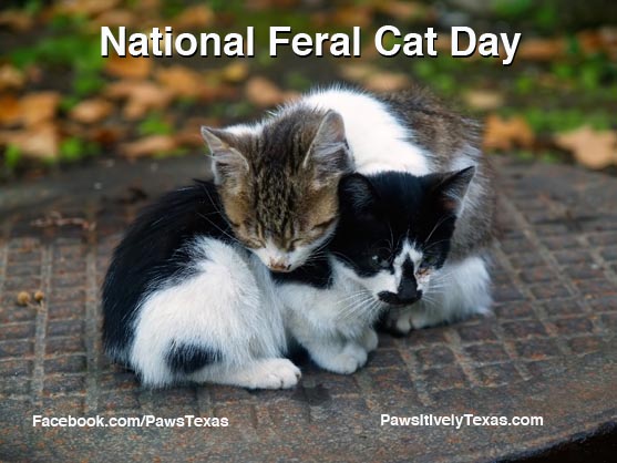 National Feral Cat Day 2016