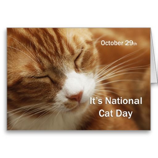 October 29th It's National Cat Day 2016