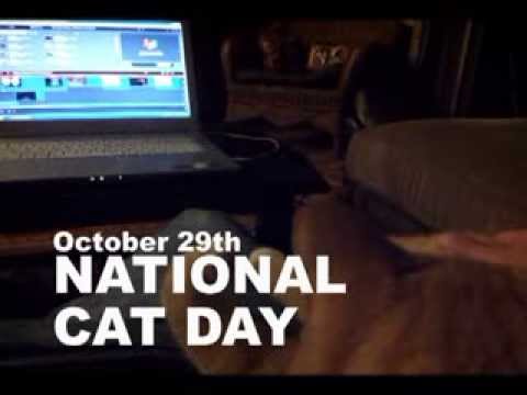 October 29th National Cat Day