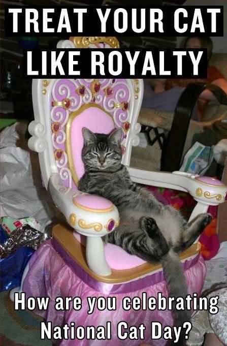Treat Your Cat Like Royalty How Are You Celebrating National Cat Day