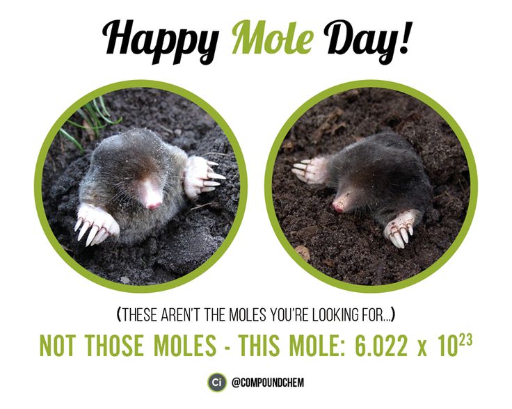 Happy Mole Day These Aren't The Moles You're Looking For