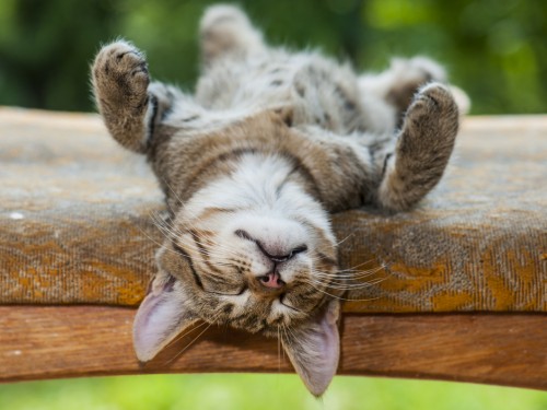 Cat Relaxing On National Relaxation Day
