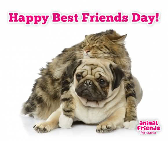 Happy Best Friends Day Cat And Dog Picture