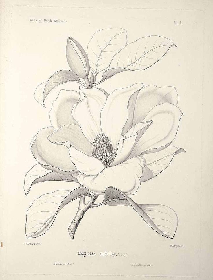Magnolia Flower Tattoo Design Sample