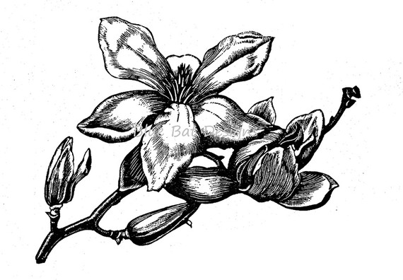 Magnolia Flower Tattoo Design Sample