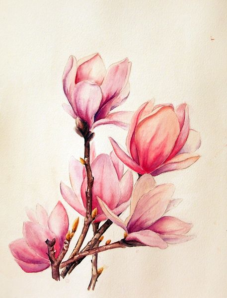 Nice Watercolor Magnolia Tattoo Designs